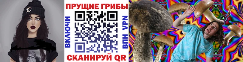 Псилоцибиновые грибы Psilocybe  Выборг 